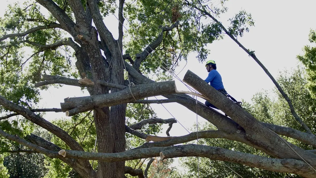 Professional Crown Thinning performed by certified arborists in Weldona