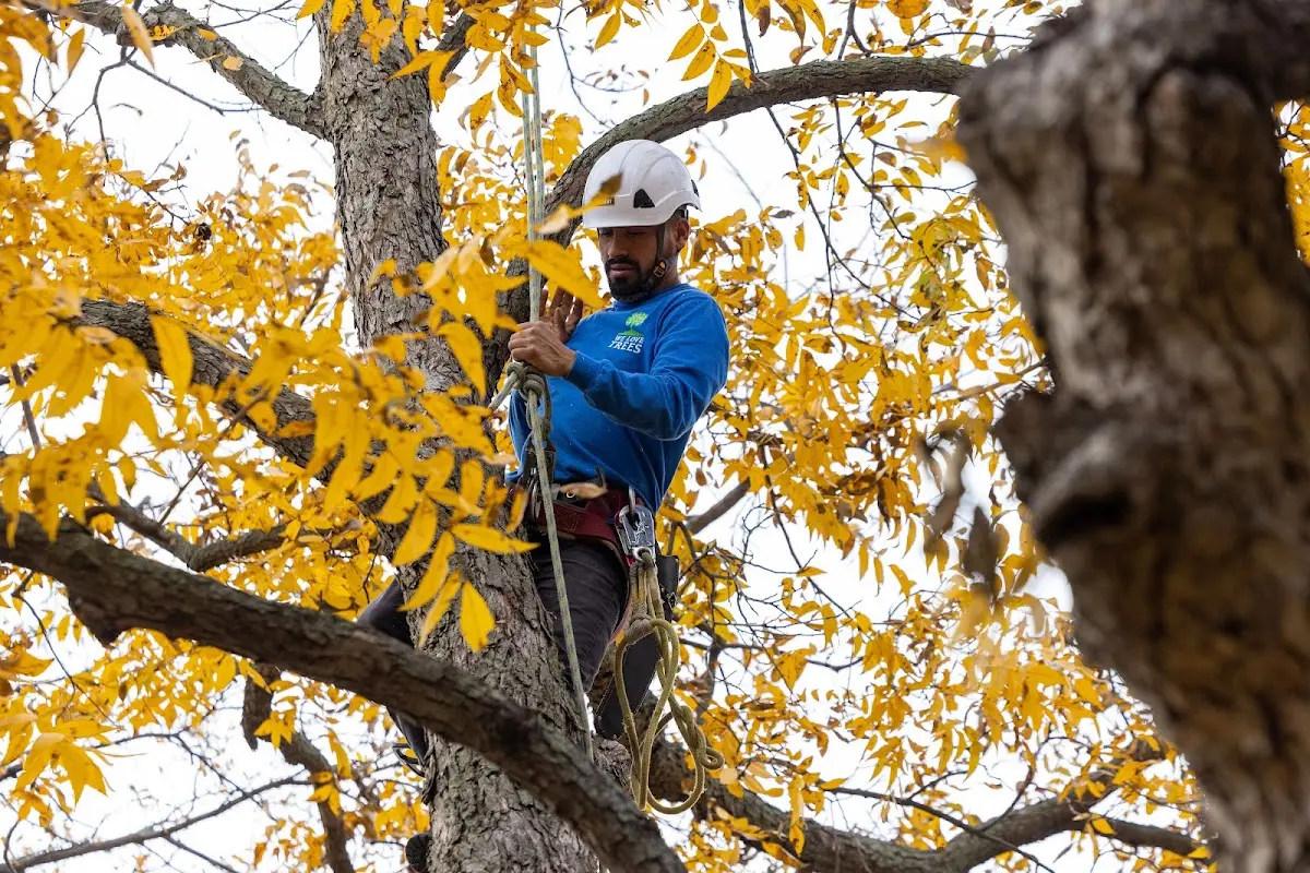 Skilled Tree Planing crew working in Weldona